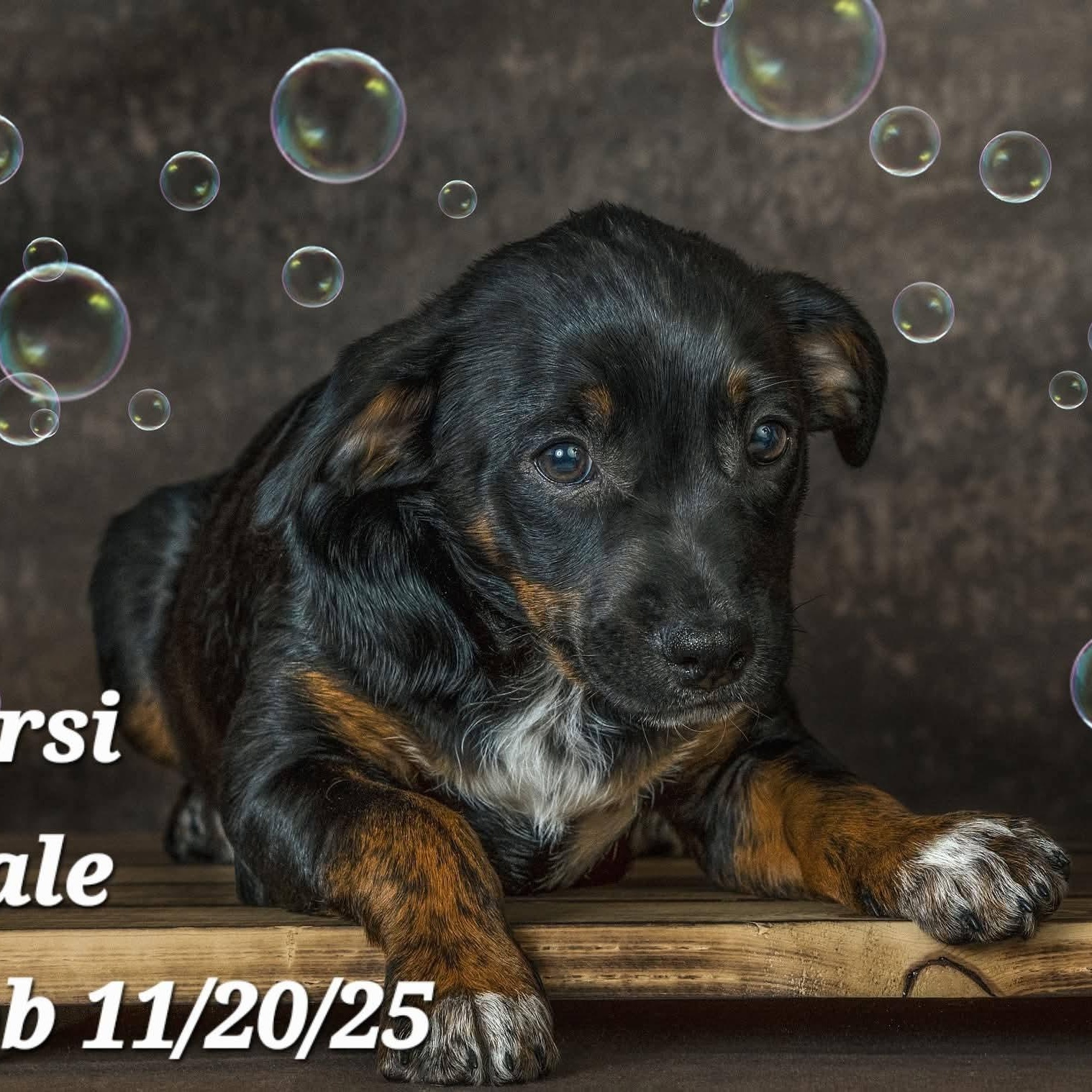 Enlarge Persi, a Adoptable mixed breed in Concord, CA image 2/2