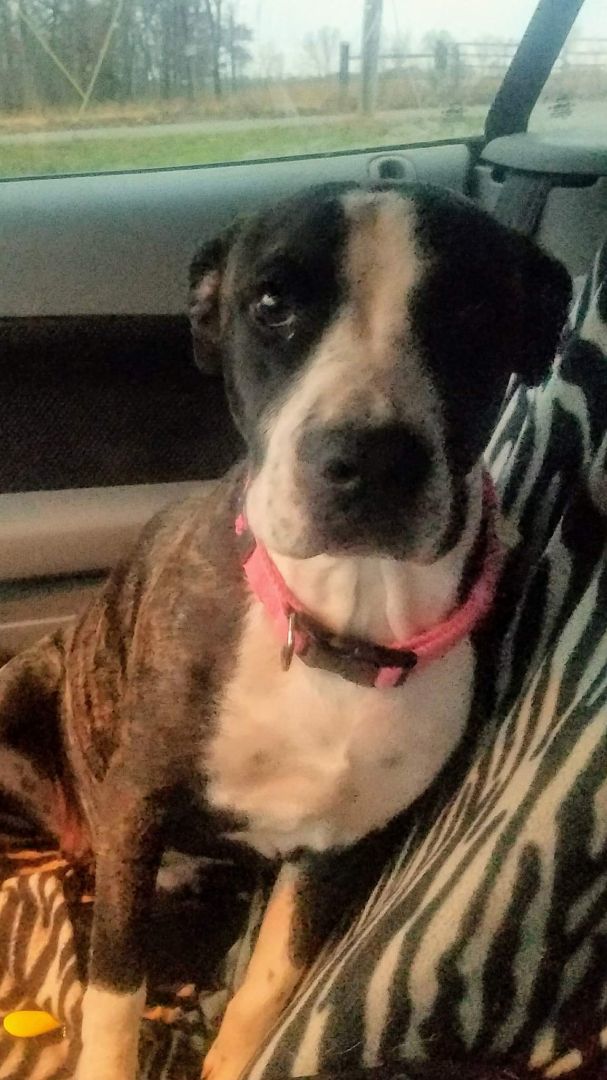 Mayday, a Adoptable mixed breed in East Dundee , IL image 1/3