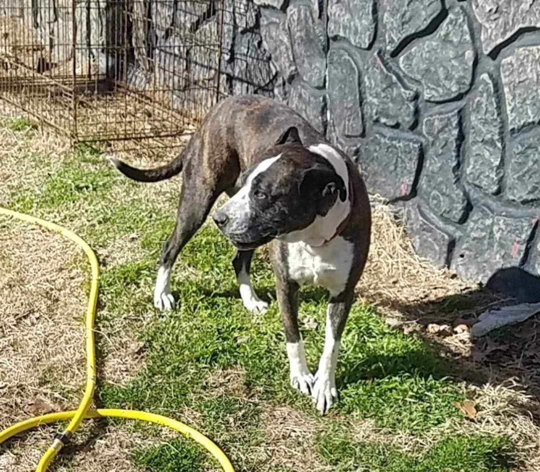 Mayday, a Adoptable mixed breed in East Dundee , IL image 2/3