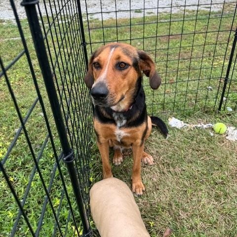 Koda, an adopted mixed breed in Macclesfield, NC image 3/4