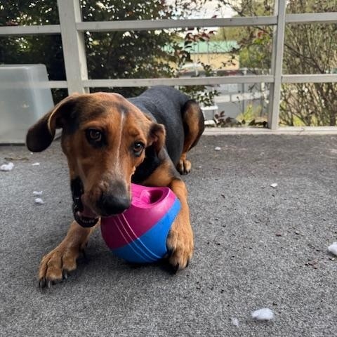 Koda, an adopted mixed breed in Macclesfield, NC image 2/4