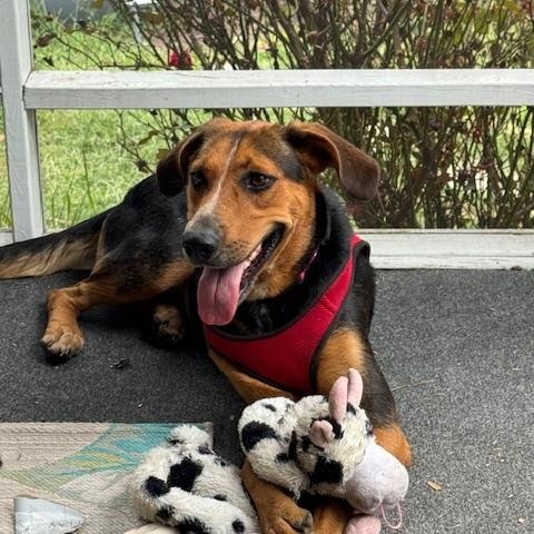 Koda, an adopted mixed breed in Macclesfield, NC image 1/4