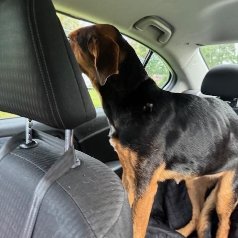 Koda, an adopted mixed breed in Macclesfield, NC image 4/4