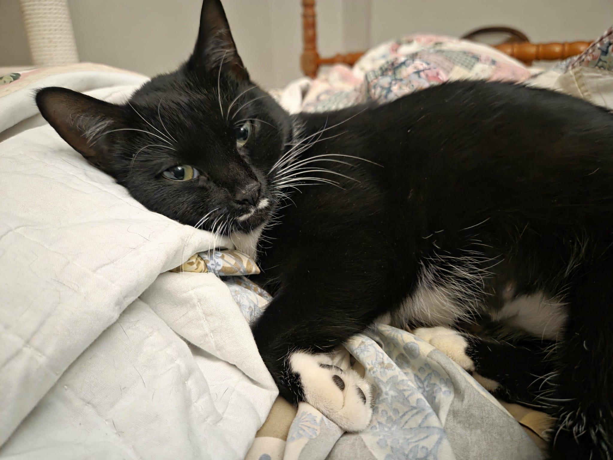 Willow, Adoptable, Young Female American Shorthair.