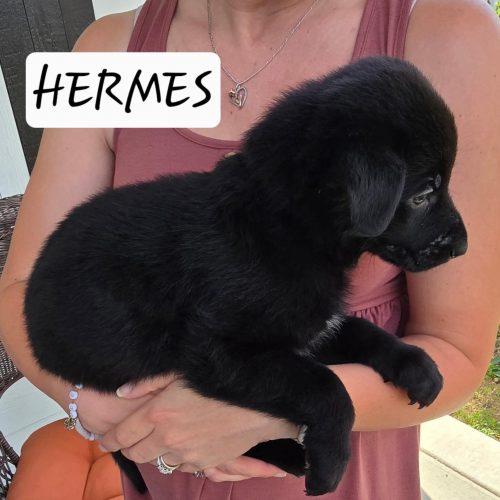 Hermes, Adoptable, Puppy Male Black Labrador Retriever & German Shepherd Dog.