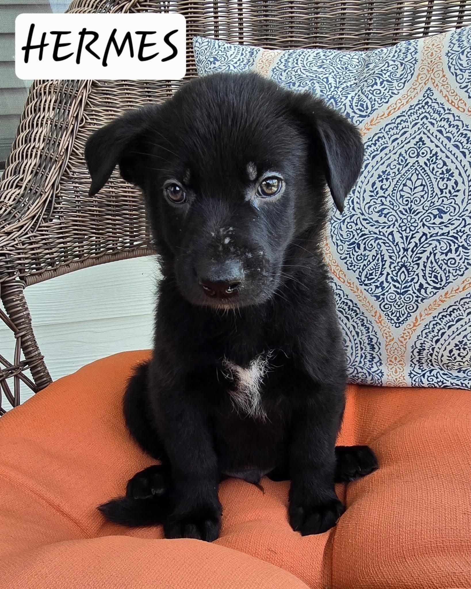 Hermes, a Adoptable mixed breed in Sanford, NC image 2/2