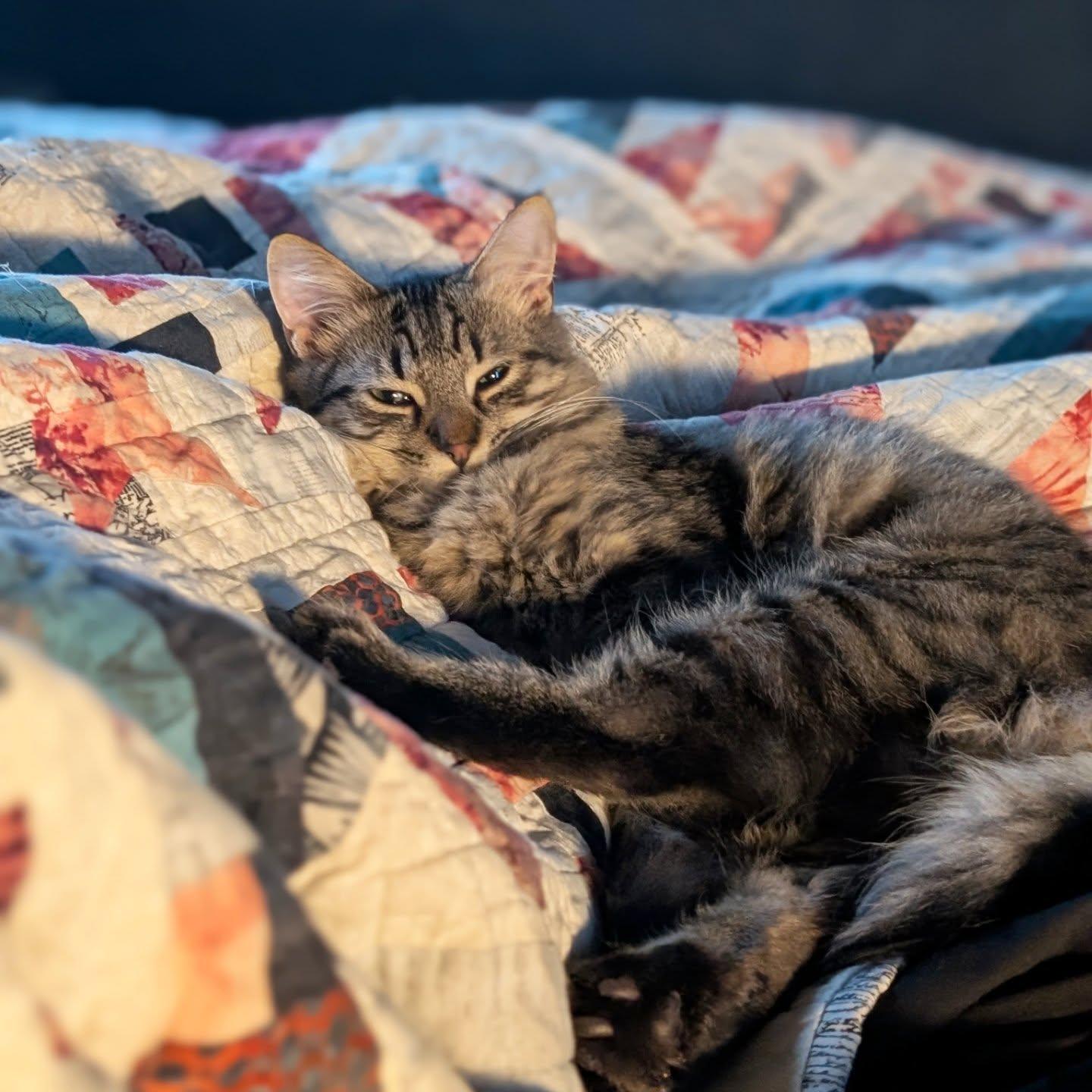 *Rhona, Adoptable, Kitten Female Domestic Short Hair.