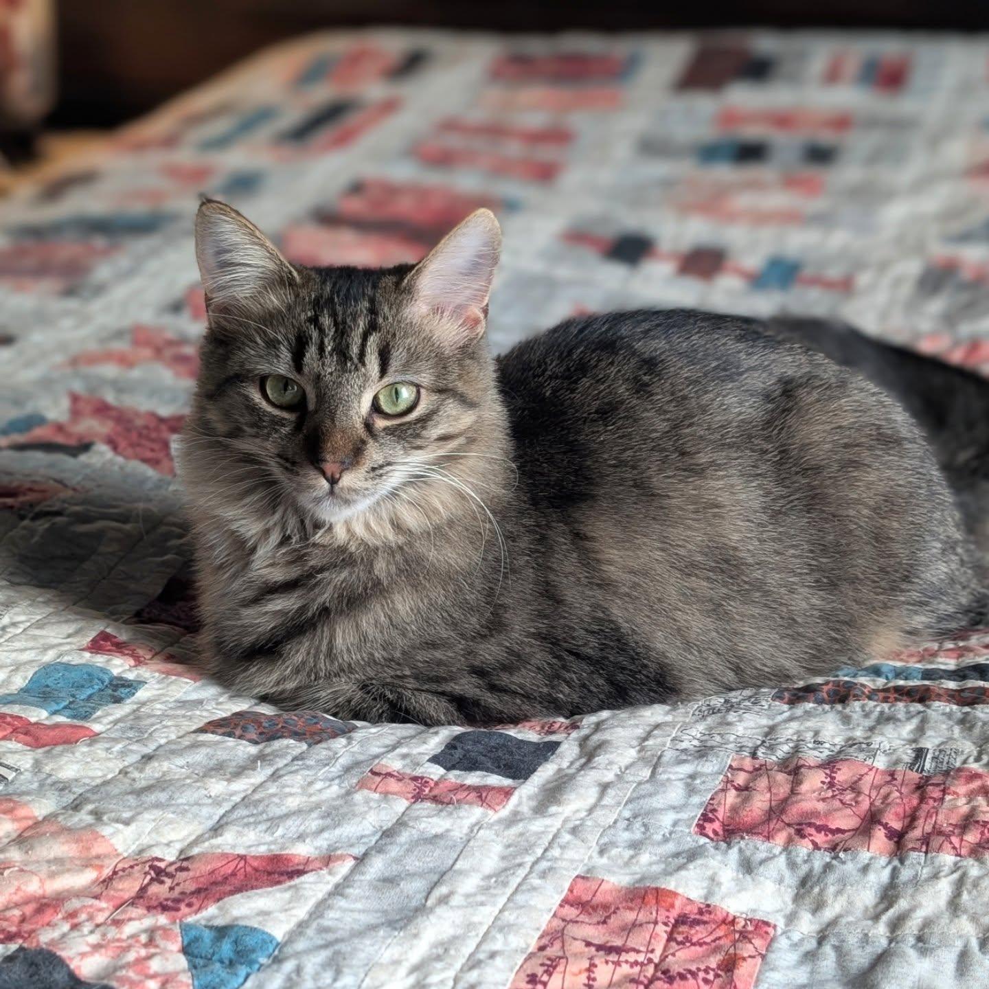 Enlarge *Rhona, a Adoptable Domestic Medium Hair in Forest, VA image 1/3