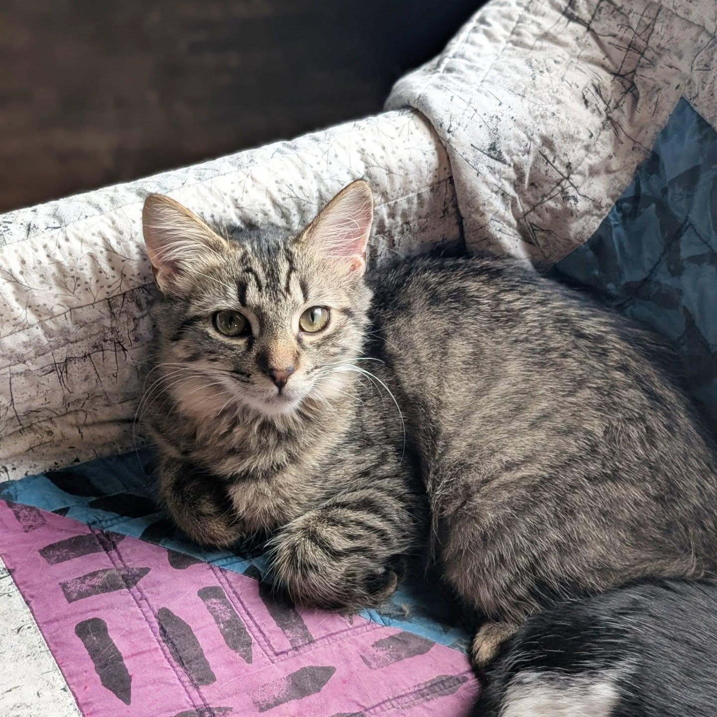 Enlarge *Rhona, a Adoptable Domestic Short Hair in Forest, VA image 2/3