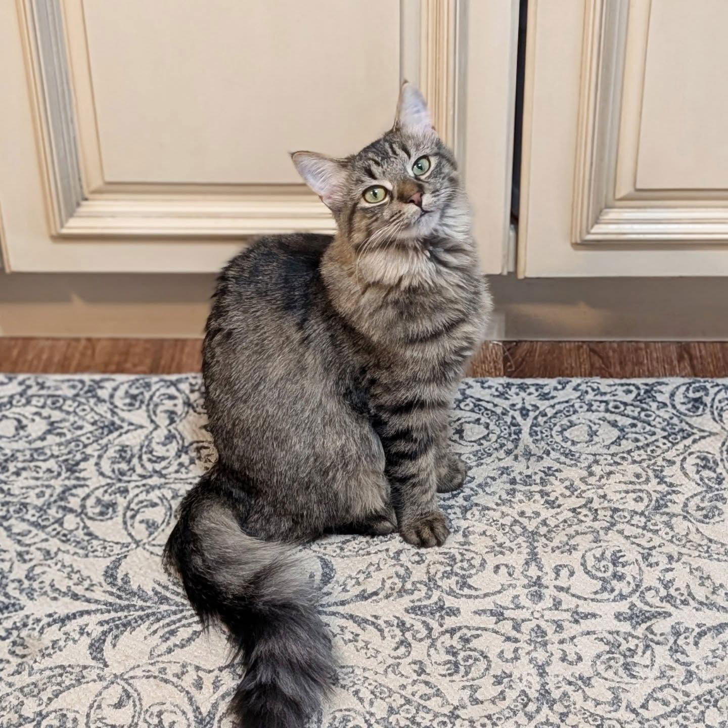 Enlarge *Rhona, a Adoptable Domestic Medium Hair in Forest, VA image 2/3