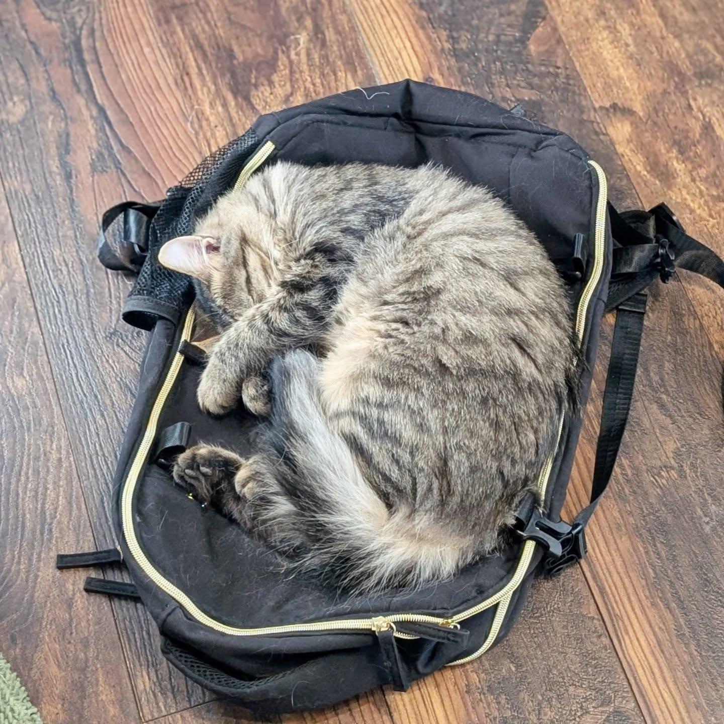 *Rhona, Adoptable, Young Female Domestic Short Hair.