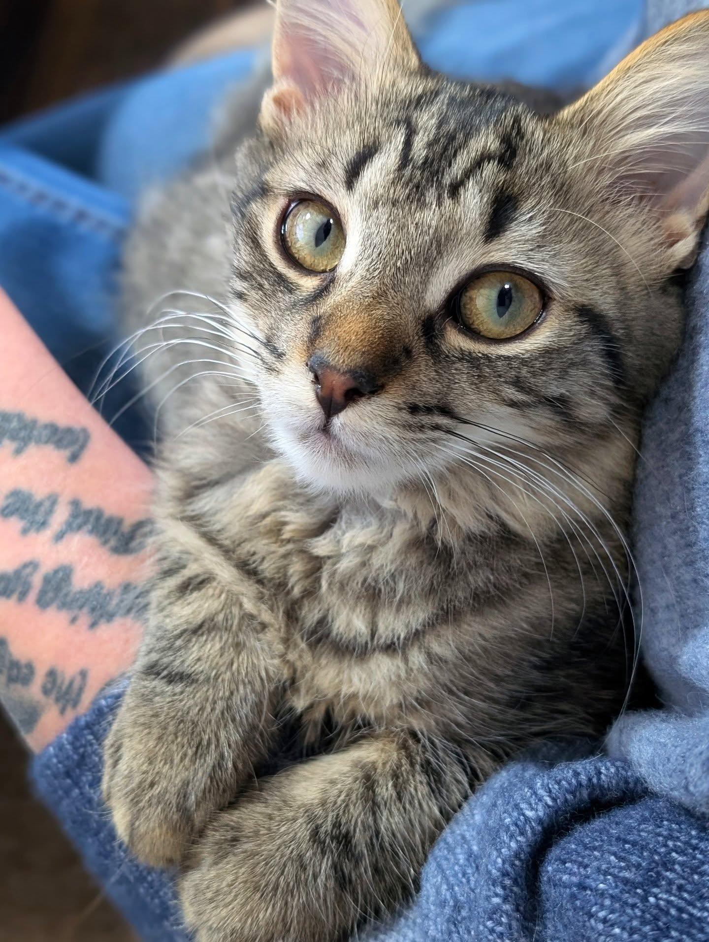 *Rhona, Adoptable, Kitten Female Domestic Medium Hair.