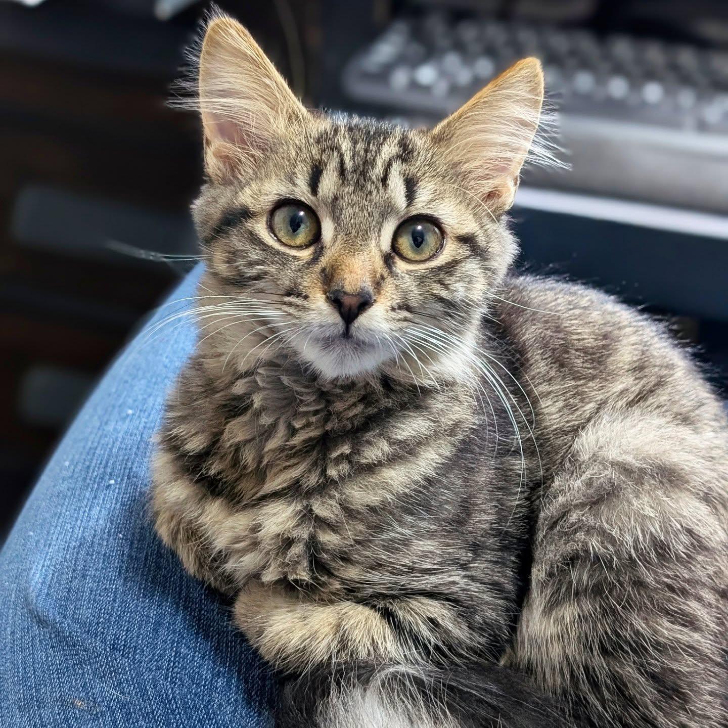 *Rhona, a Adoptable Domestic Medium Hair in Forest, VA image 2/3