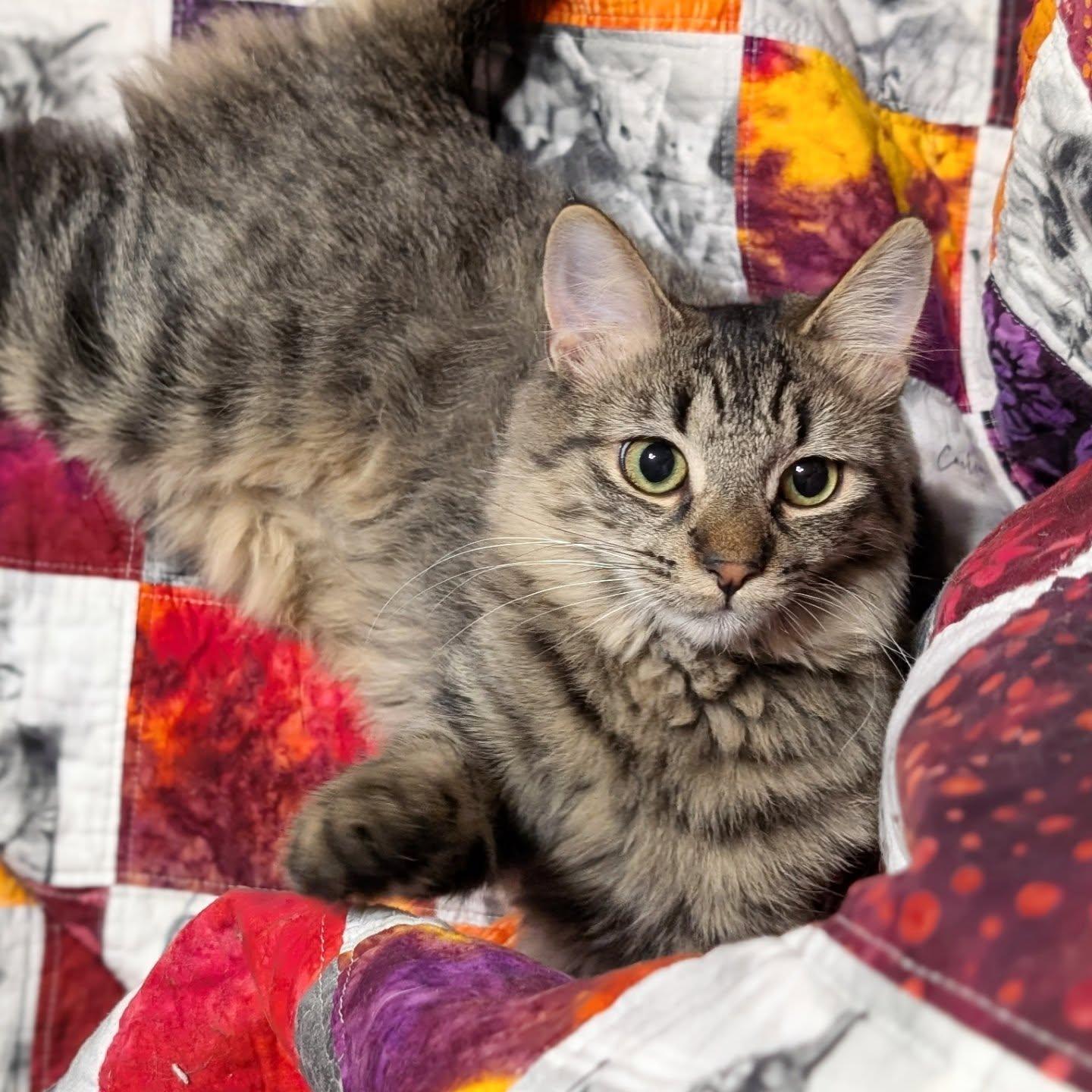 Enlarge *Rhona, a Adoptable Domestic Medium Hair in Forest, VA image 3/3