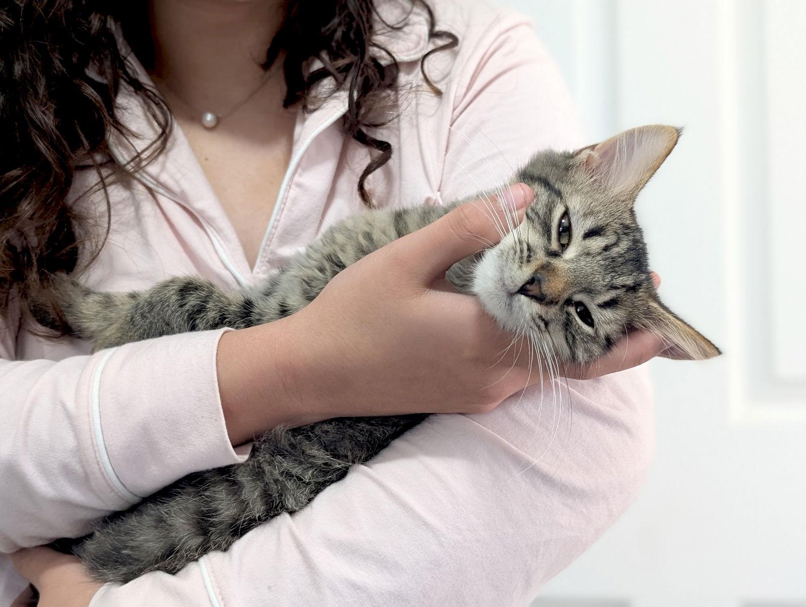 *Rhona, a Adoptable Domestic Medium Hair in Forest, VA image 3/3