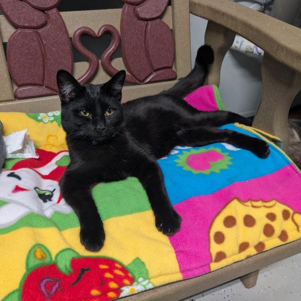 Enlarge Bell Pepper, a Adoptable Domestic Short Hair in Blair, WI image 1/3