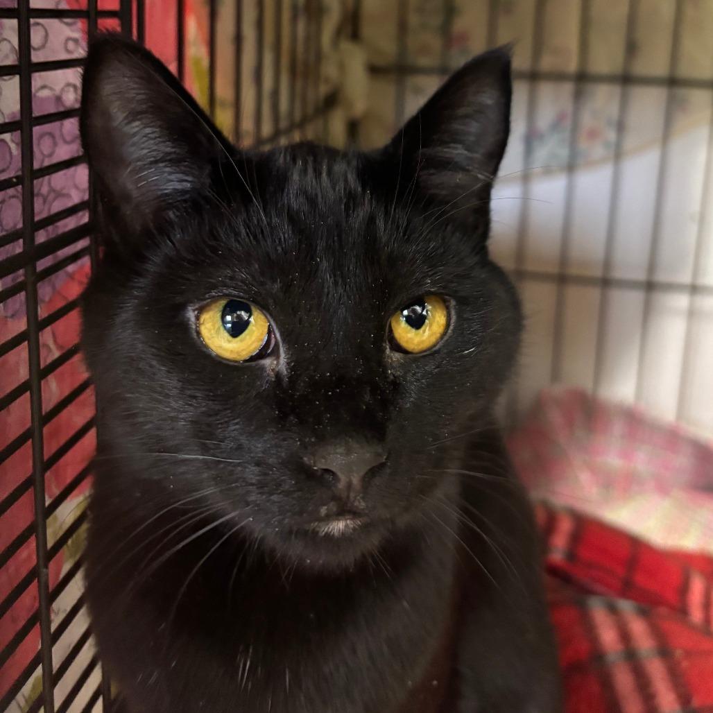 Enlarge Bell Pepper, a Adoptable Domestic Short Hair in Blair, WI image 1/2