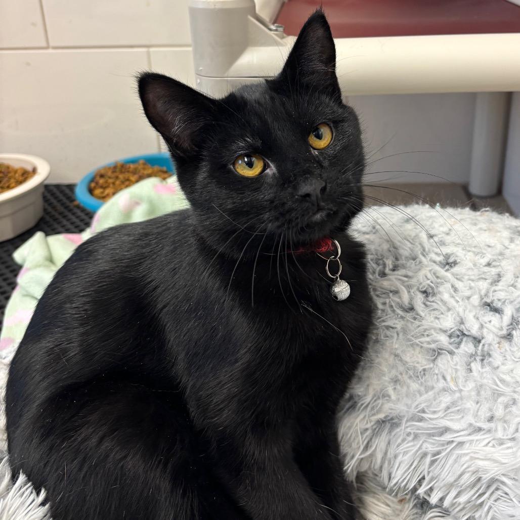 Enlarge Bell Pepper, a Adoptable Domestic Short Hair in Blair, WI image 2/2