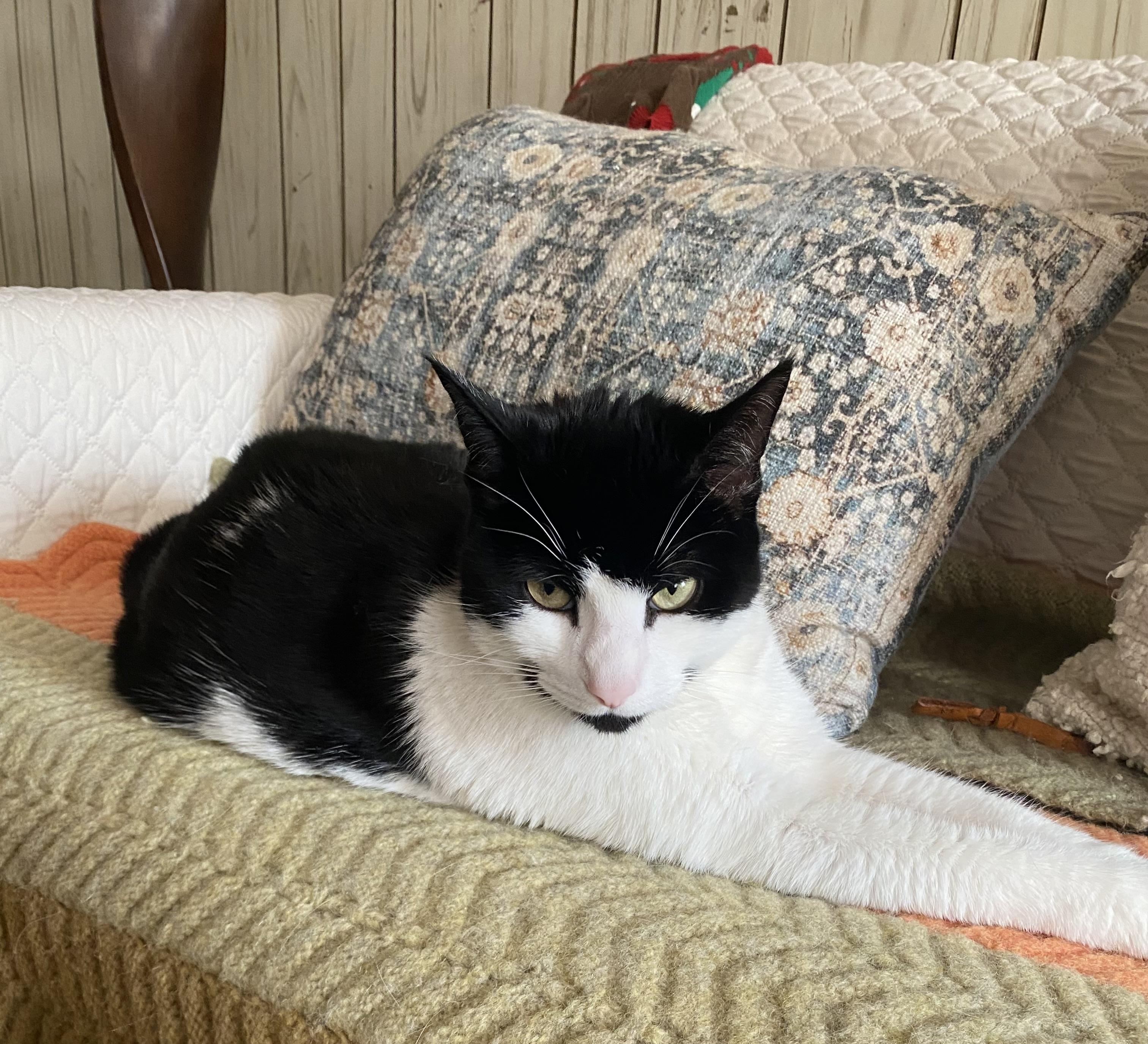 Felix, adopted, Young Male American Shorthair.