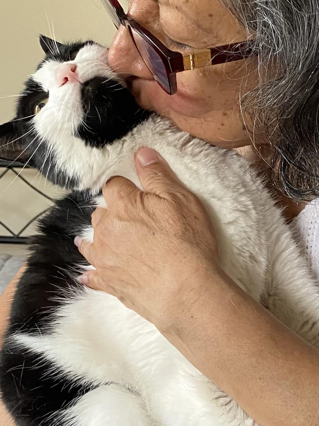 Enlarge Felix, an adopted American Shorthair in Jersey City, NJ image 4/6