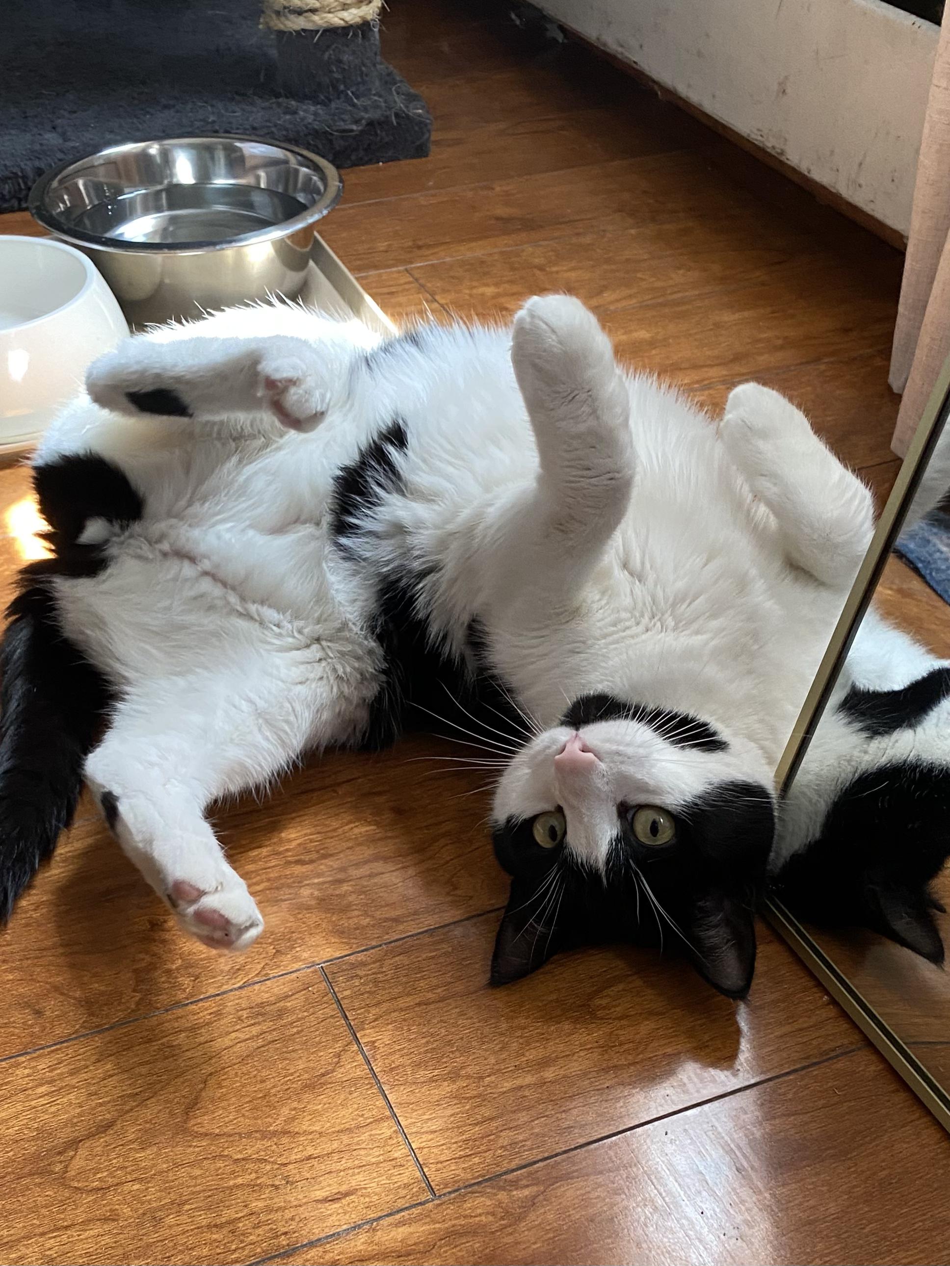 Enlarge Felix, an adopted American Shorthair in Jersey City, NJ image 5/6