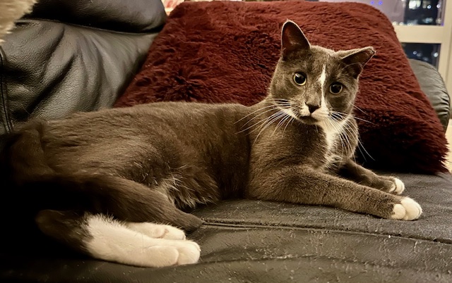 Enlarge Matisse, a Adoptable Domestic Short Hair in Greenwich, CT image 5/5