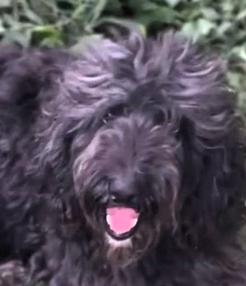 Sparkle, an adoptable Labradoodle in Frederick, MD, 21702 | Photo Image 1