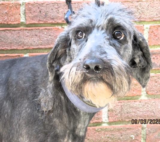 Sparkle, an adoptable Labradoodle in Frederick, MD, 21702 | Photo Image 3