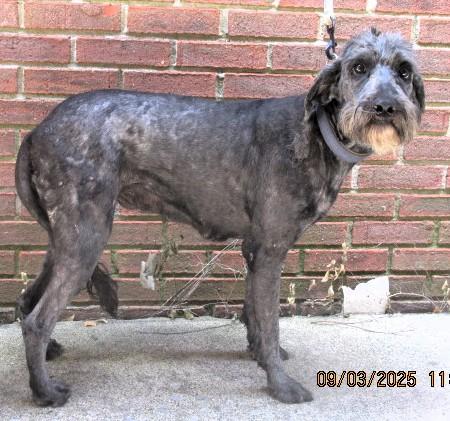 Sparkle, an adoptable Labradoodle in Frederick, MD, 21702 | Photo Image 4