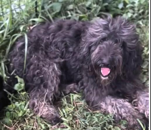 Sparkle, an adoptable Labradoodle in Frederick, MD, 21702 | Photo Image 2