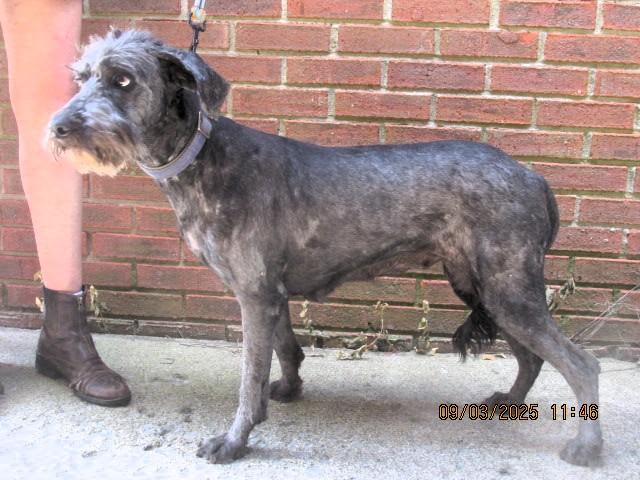 Sparkle, an adoptable Labradoodle in Frederick, MD, 21702 | Photo Image 5