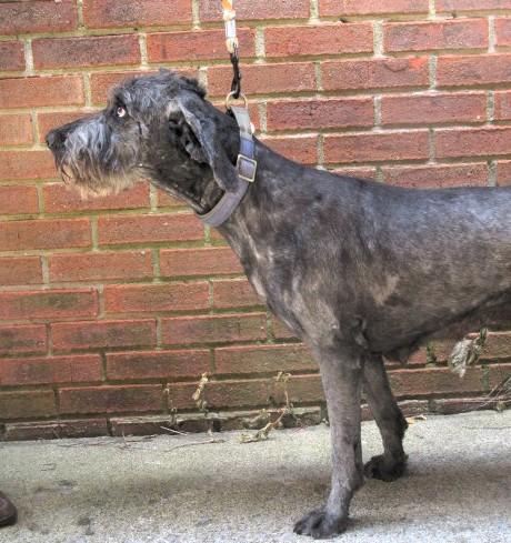 Sparkle, an adoptable Labradoodle in Frederick, MD, 21702 | Photo Image 6