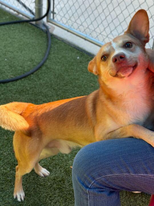 Enlarge Diesel, a Adoptable mixed breed in Portland, ME image 4/6