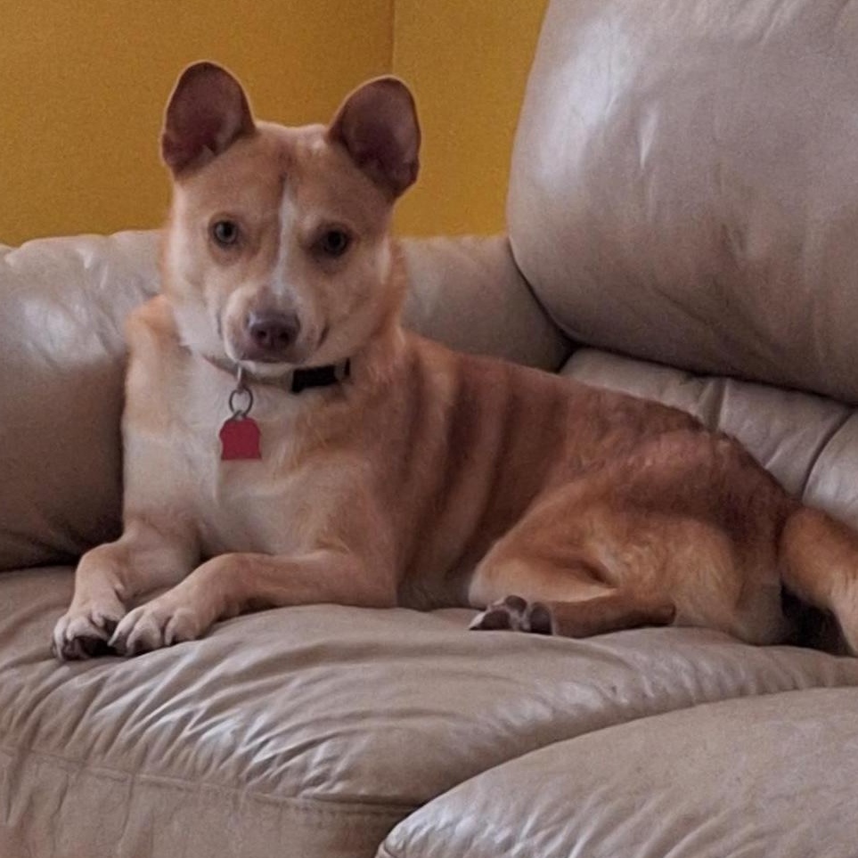 Diesel, Adoptable, Adult Male Chihuahua.