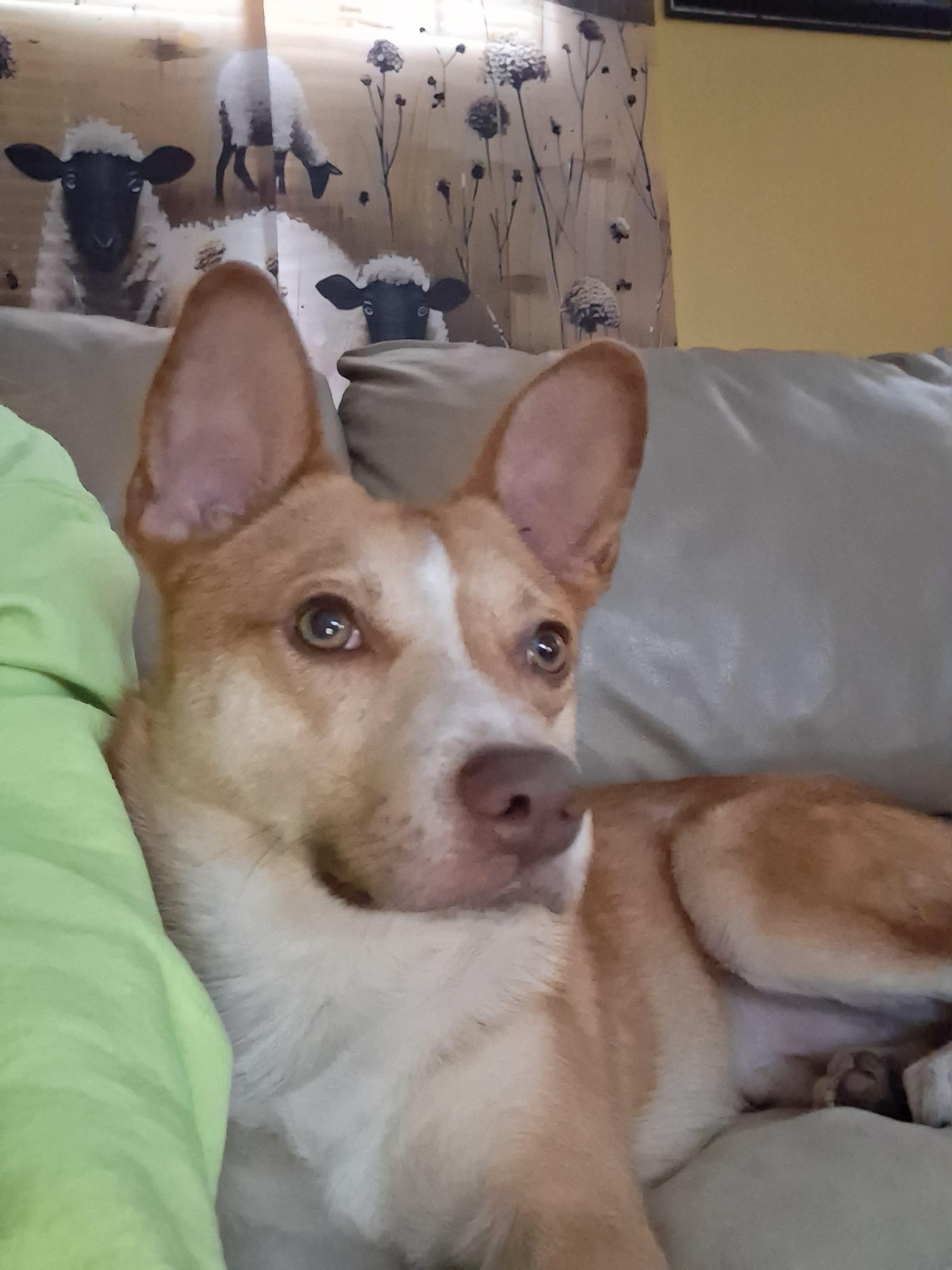 Enlarge Diesel, a Adoptable mixed breed in Portland, ME image 6/6