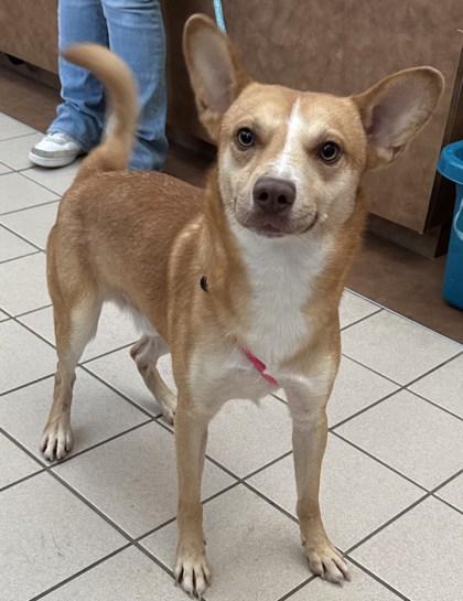 Enlarge Diesel, a Adoptable mixed breed in Portland, ME image 3/6