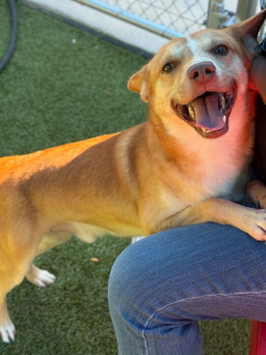 Enlarge Diesel, a Adoptable mixed breed in Portland, ME image 2/6