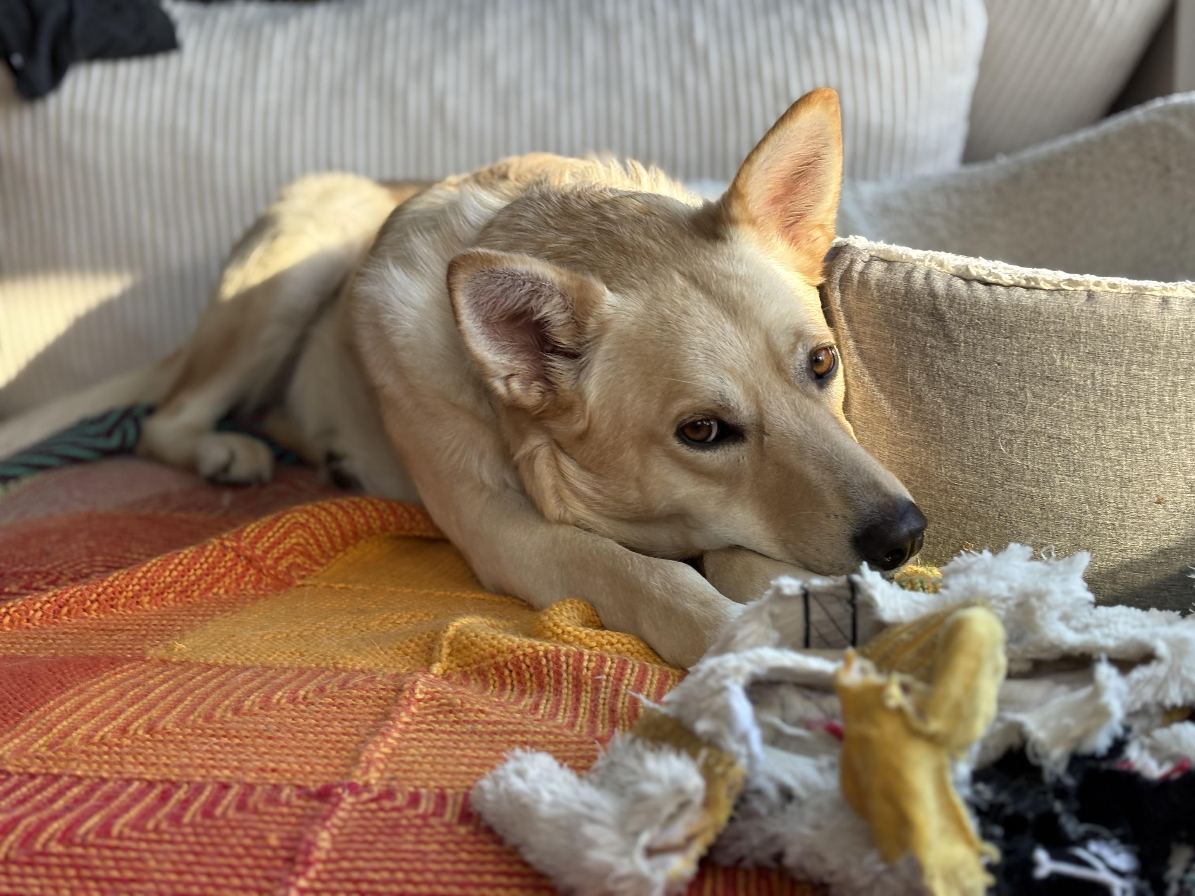 Adelaide pending adoption, a ADOPTABLE Mixed Breed in Saskatoon, SK image 5/5