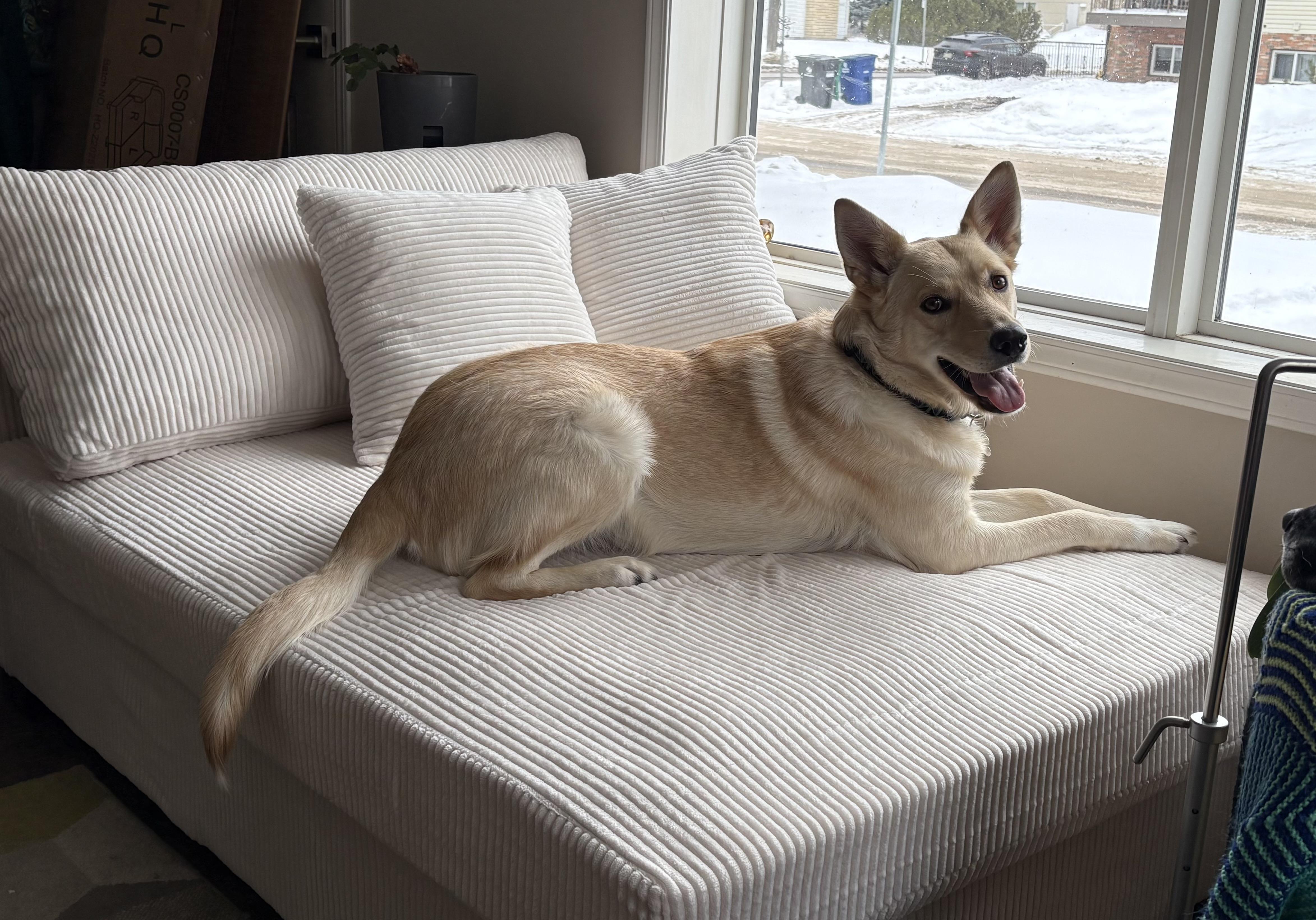 Adelaide pending adoption, a ADOPTABLE Mixed Breed in Saskatoon, SK image 3/5