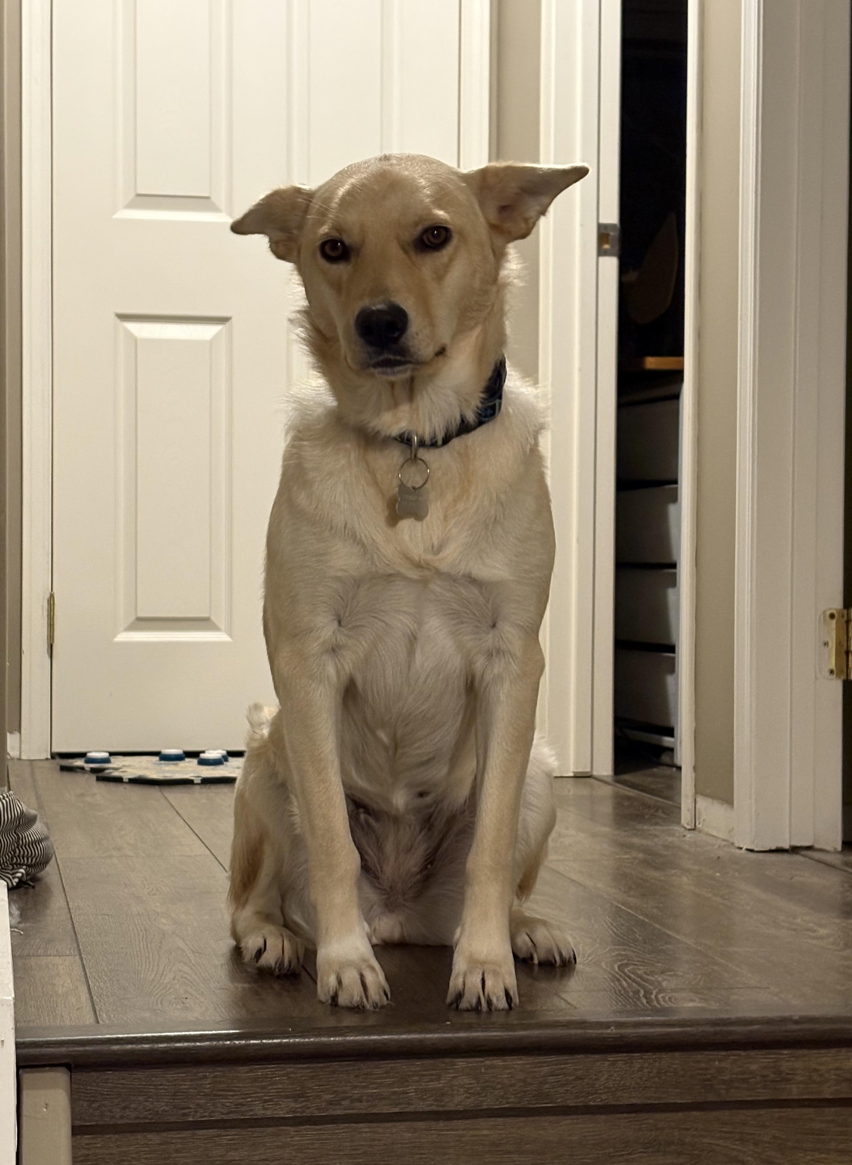 Adelaide pending adoption, a ADOPTABLE Mixed Breed in Saskatoon, SK image 4/5