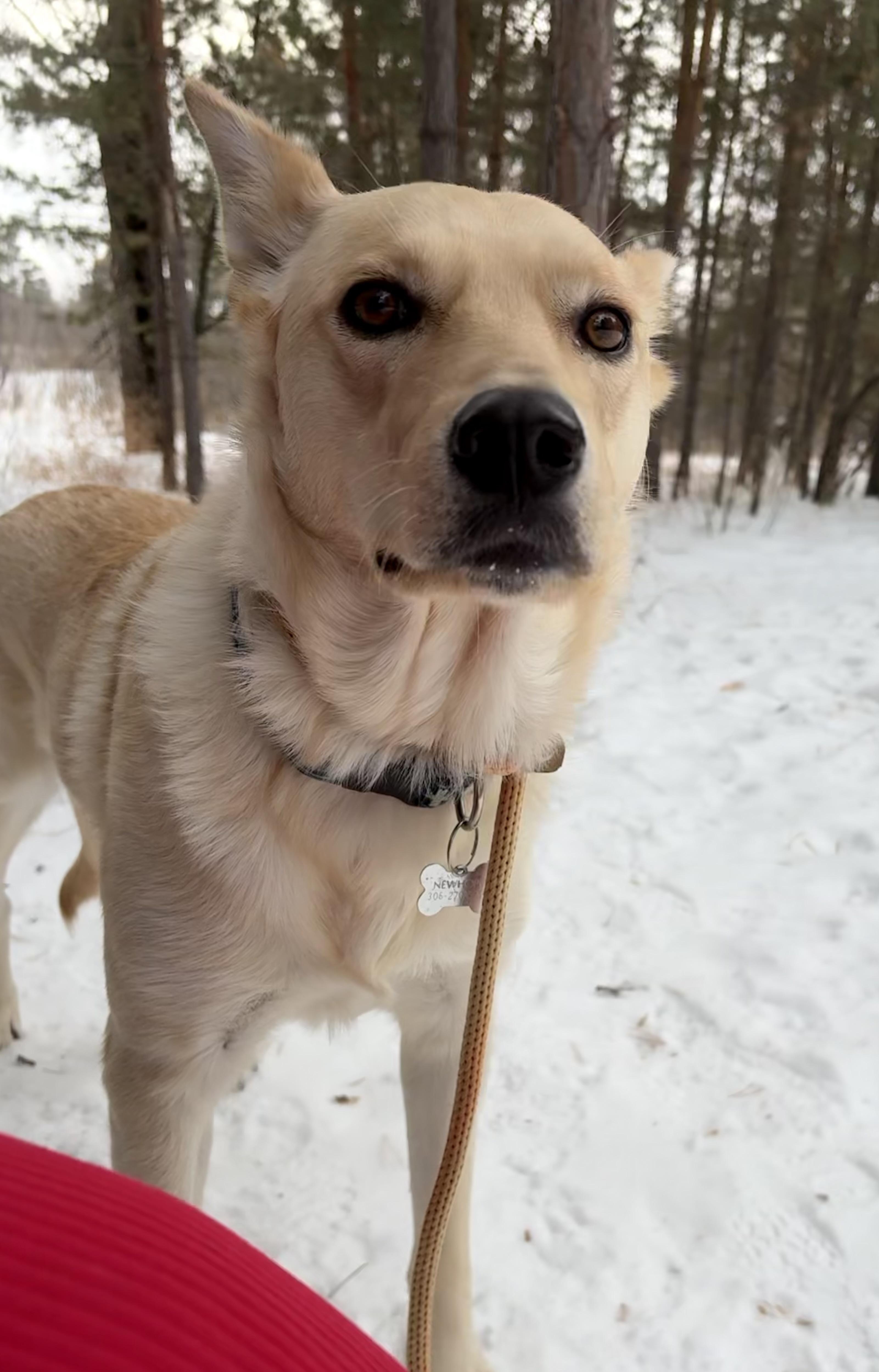 Adelaide pending adoption, a ADOPTABLE Mixed Breed in Saskatoon, SK image 2/5