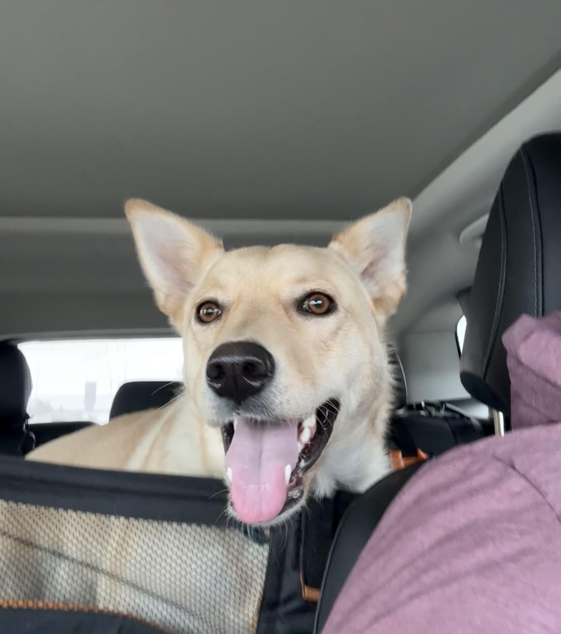 Adelaide, ADOPTABLE, Young Female Mixed Breed.