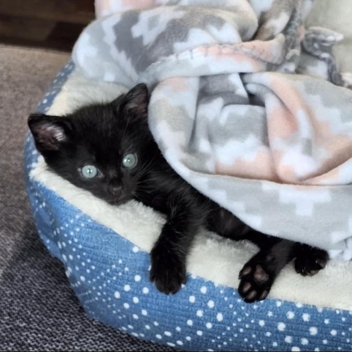 Meelo, Baby Male Domestic Short Hair