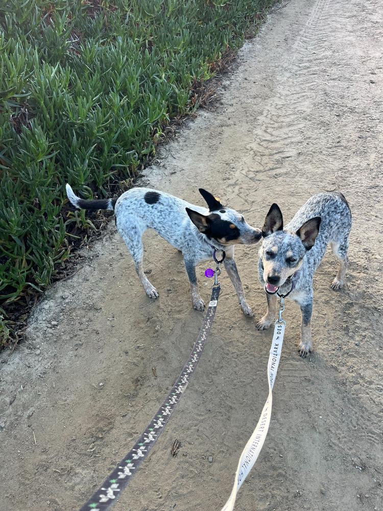 West, Adoptable, Puppy Male Australian Cattle Dog / Blue Heeler.
