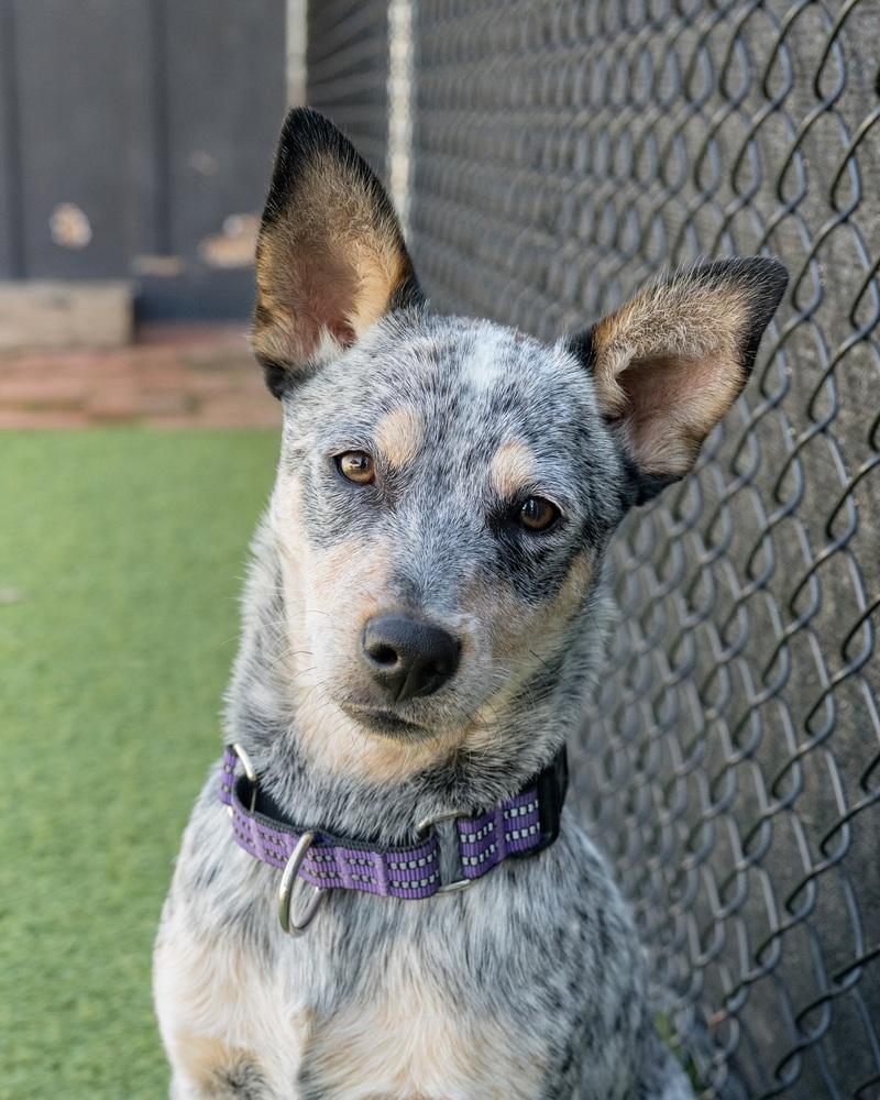 Enlarge West, a Adoptable mixed breed in San Diego, CA image 2/6