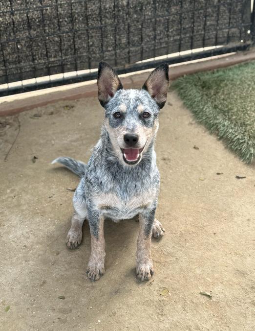 Enlarge West, a Adoptable mixed breed in San Diego, CA image 3/6