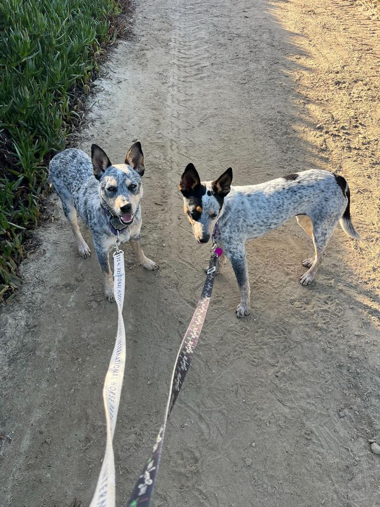 Enlarge West, a Adoptable mixed breed in San Diego, CA image 4/6