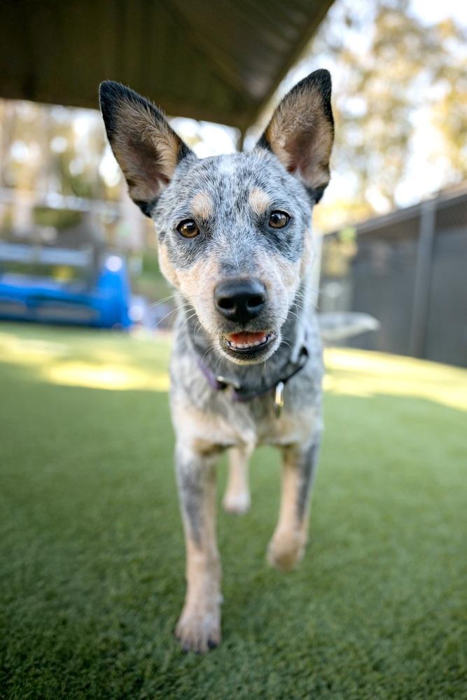 Enlarge West, a Adoptable mixed breed in San Diego, CA image 5/6