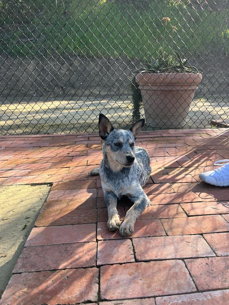 Enlarge West, a Adoptable mixed breed in San Diego, CA image 6/6