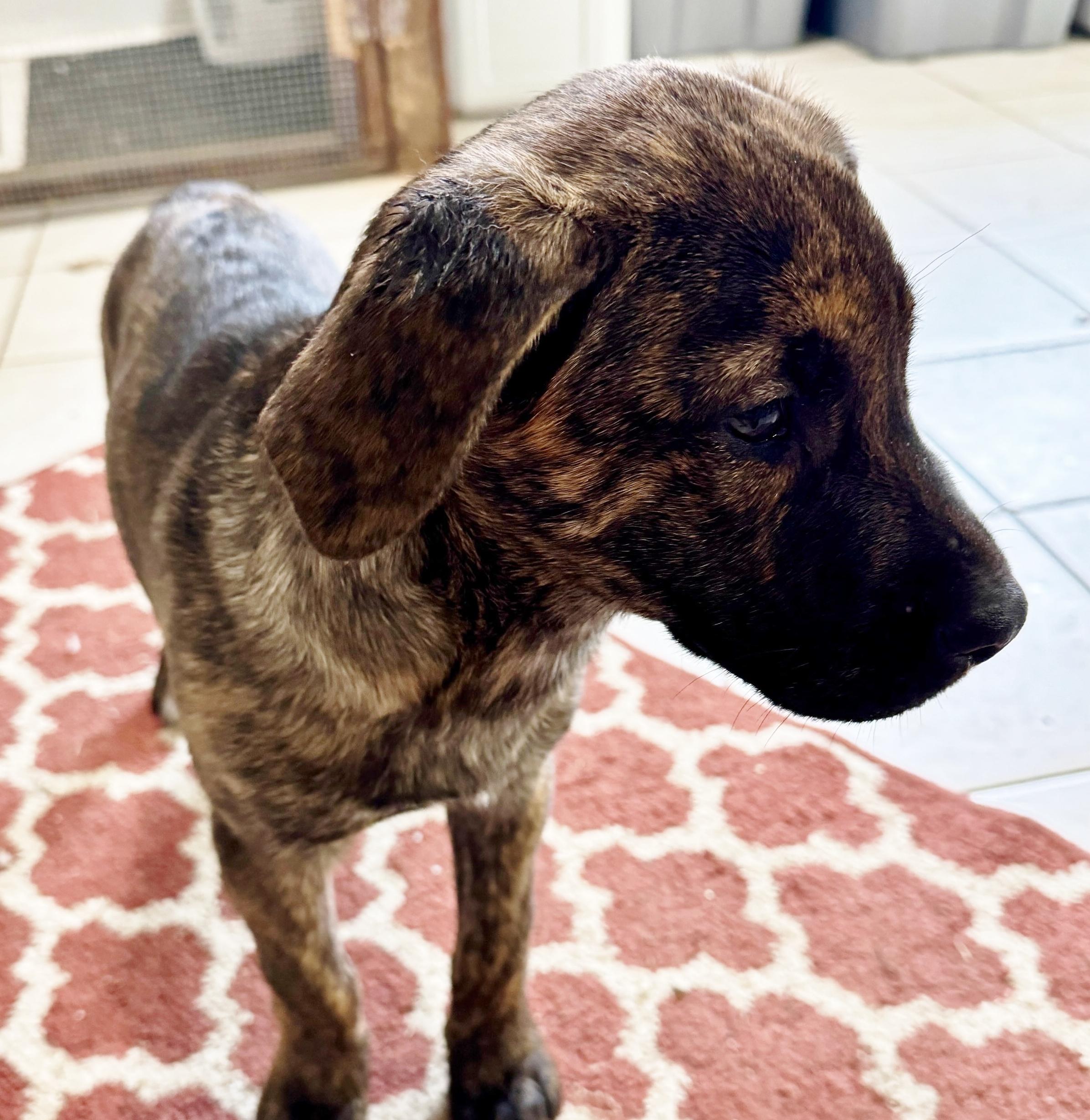 Enlarge Katie, a Adoptable mixed breed in Traverse City, MI image 1/1